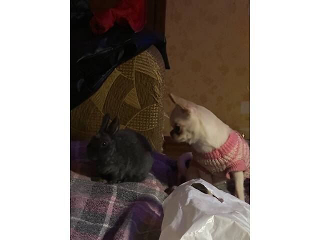 Микро мини кролик Рекс голубого окраса - Фото 4