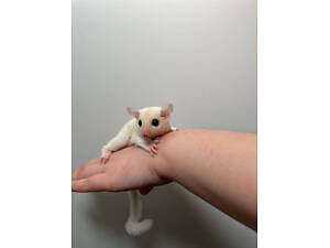 Мила білочка летяга, цукровий поссум, домашня білка