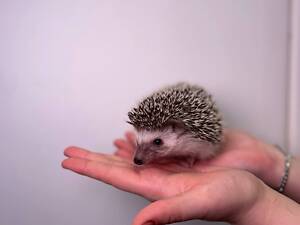 Милые декоративные африканские ежики, идеальные для дома.