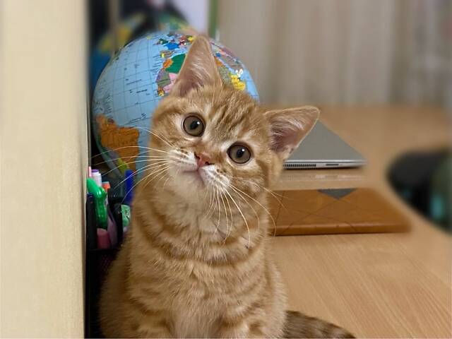 Червоне плямисте домашнє «тигреня» ;) Шотландський прямовухий котик - Фото 2