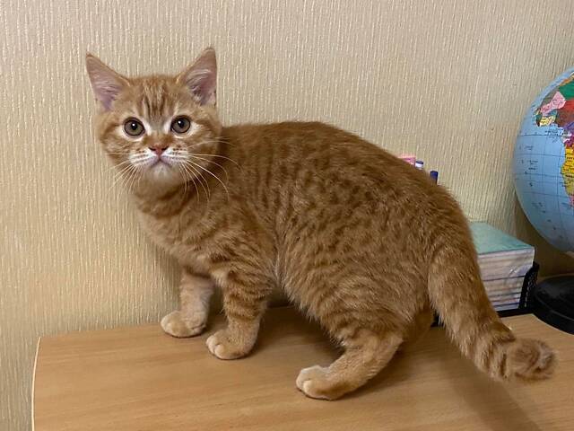 Червоне плямисте домашнє «тигреня» ;) Шотландський прямовухий котик - Фото 4