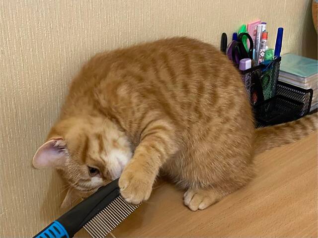 Червоне плямисте домашнє «тигреня» ;) Шотландський прямовухий котик - Фото 3