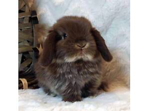 Милі ручні кролики, крольчата декоративні