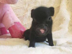 Милі супер карликові свинки міні піг