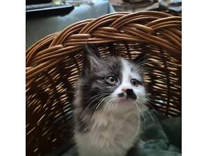 Милые домашние котята