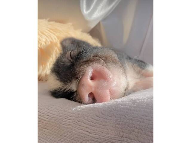 Мини пиг очень умные ласковые и нежные домашние любимчики - Фото 1