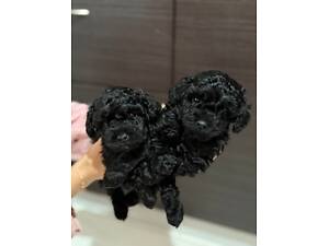 Миниатюрные малыши той пудель тикап Китай