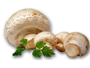 Мицелий Шампиньона 1 кг (hub_xgsm98831)