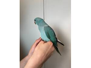 Ожереловый попугай, ожерелка выкормиш, окольцованные крамеры лучшие выкормиши.