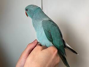 Ожереловый попугай, ожерелка выкормиш, окольцованные крамеры лучшие выкормиши.