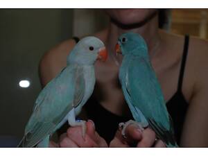 Ожереловый попугай, ожерелья голубые, синие, бирюзовые ручные.