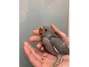 Жемчужный попугай, серый попуга, ручные выкармленные птенцы.