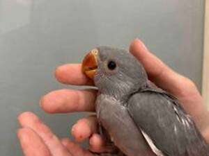 Жемчужный попугай, серый попуга, ручные выкармленные птенцы.