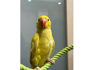 Намистовий яскравий папуга