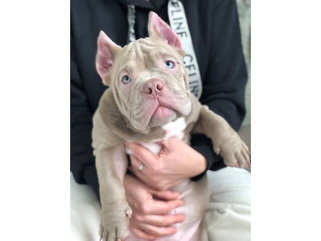 Нано екзотик буллі - Фото 2