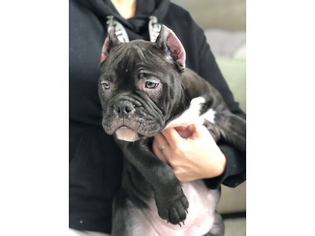 Нано екзотик буллі - Фото 11