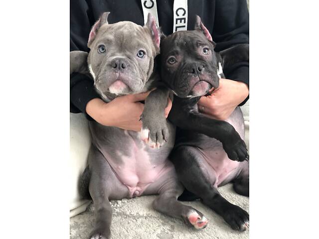 Нано екзотик буллі - Фото 5