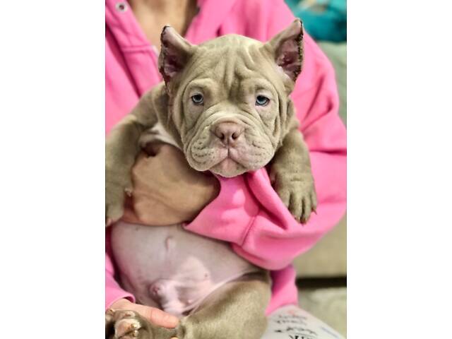 Нано екзотик буллі - Фото 8