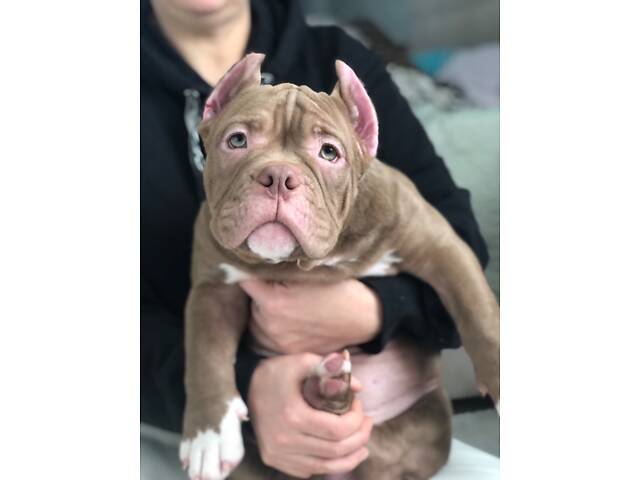 Нано екзотик буллі - Фото 3