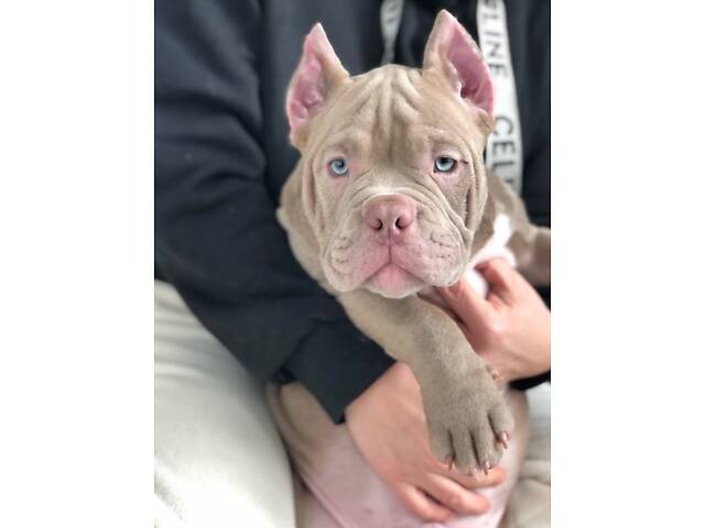 Нано екзотик буллі - Фото 4