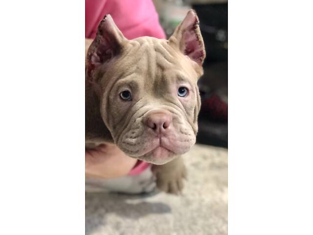 Нано екзотик буллі - Фото 6