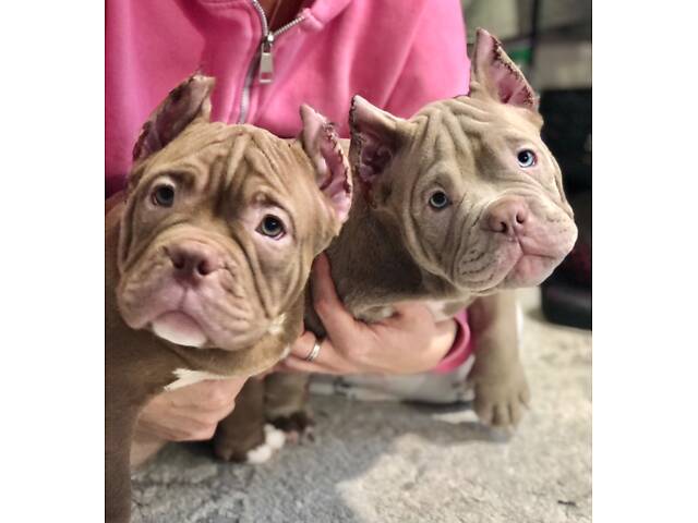 Нано екзотик буллі - Фото 7