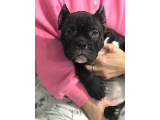 Нано екзотик буллі - Фото 9