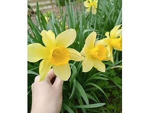 Нарциси жовті , нарцис жовтий , квіти луковички
