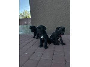 Нашим малюкам Кане Корсо вже скоро 1 місяць.