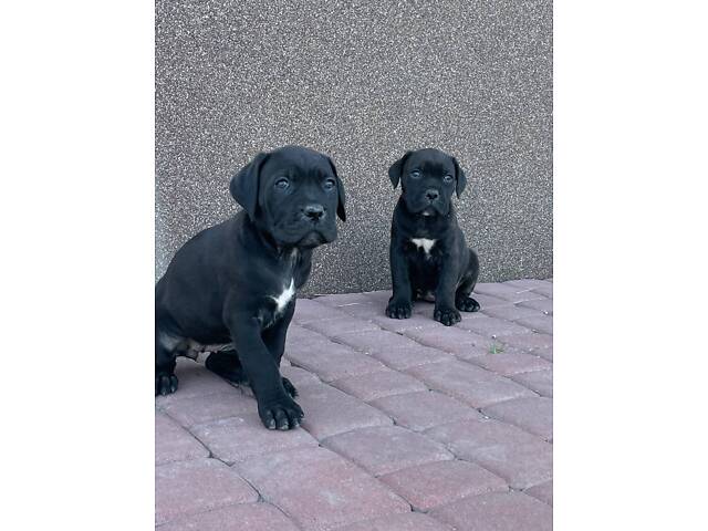 Нашим малюкам Кане Корсо вже скоро 1 місяць. - Фото 2