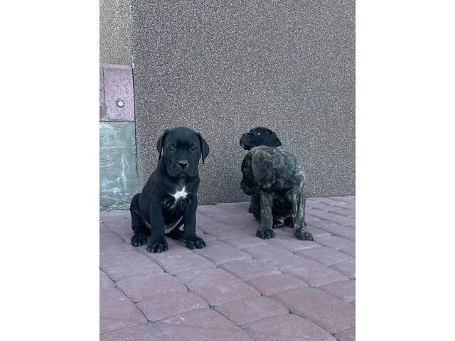 Нашим малюкам Кане Корсо вже скоро 1 місяць. - Фото 4