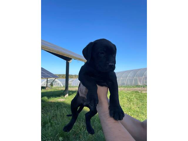 Нашим малюкам Кане Корсо вже скоро 1 місяць. - Фото 5