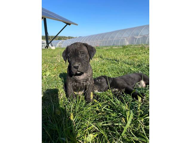 Нашим малюкам Кане Корсо вже скоро 1 місяць. - Фото 6