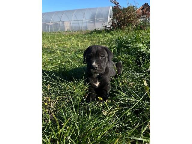 Нашим малюкам Кане Корсо вже скоро 1 місяць. - Фото 3