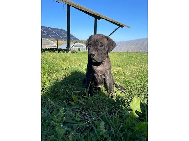 Нашим малюкам Кане Корсо вже скоро 1 місяць. - Фото 7