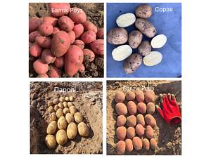 Насіннєва картопля