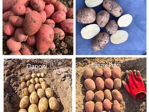 Насіннєва картопля