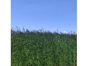 Насіння жита, жито озиме посівне/на сидерат