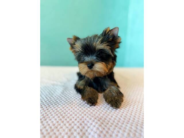 Лучшие девочки и мальчики йоркширского терьера. - Фото 4