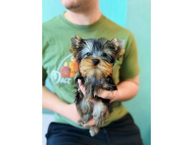 Лучшие девочки и мальчики йоркширского терьера. - Фото 6