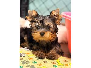 Лучшие девочки и мальчики йоркширского терьера.