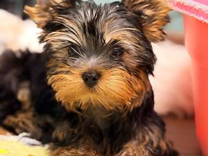 Лучшие девочки и мальчики йоркширского терьера.