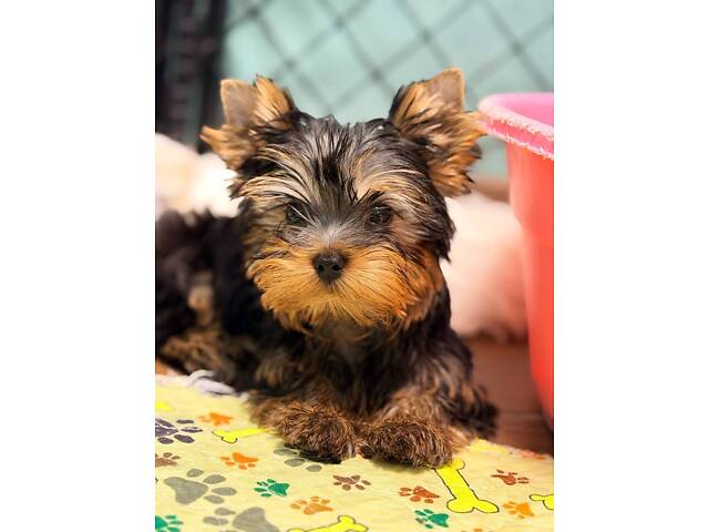 Лучшие девочки и мальчики йоркширского терьера. - Фото 1