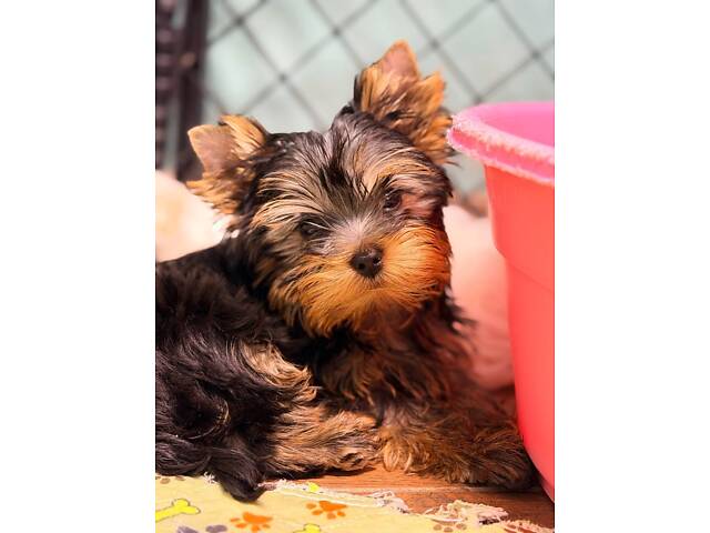 Лучшие девочки и мальчики йоркширского терьера. - Фото 2