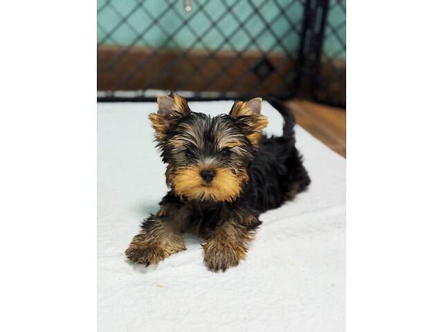 Лучшие девочки и мальчики йоркширского терьера. - Фото 8