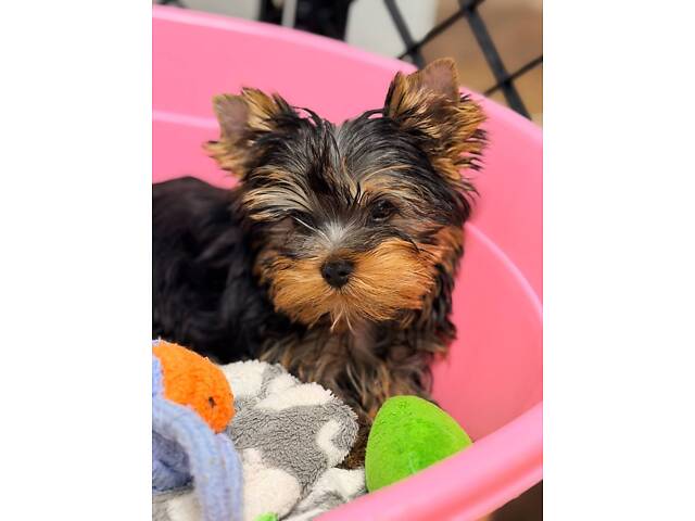 Лучшие девочки и мальчики йоркширского терьера. - Фото 3