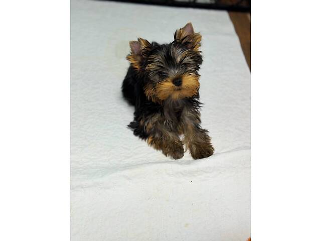 Лучшие девочки и мальчики йоркширского терьера. - Фото 9