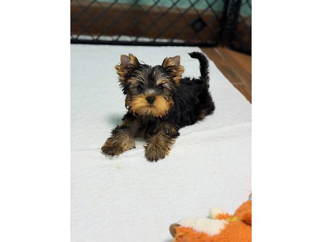 Лучшие девочки и мальчики йоркширского терьера. - Фото 5