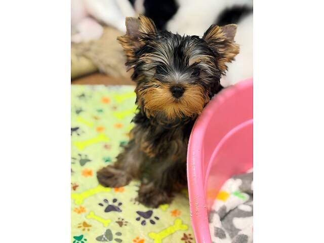 Лучшие девочки и мальчики йоркширского терьера. - Фото 10