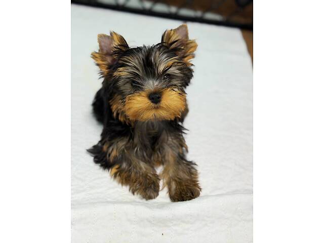 Лучшие девочки и мальчики йоркширского терьера. - Фото 11